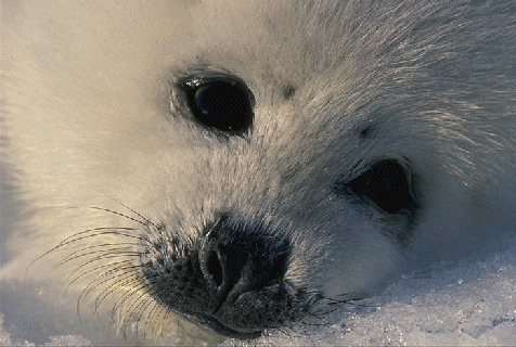 Seal